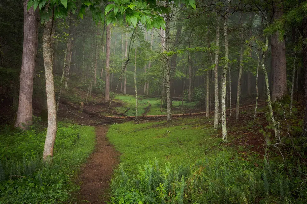 Forest with a trail running through.