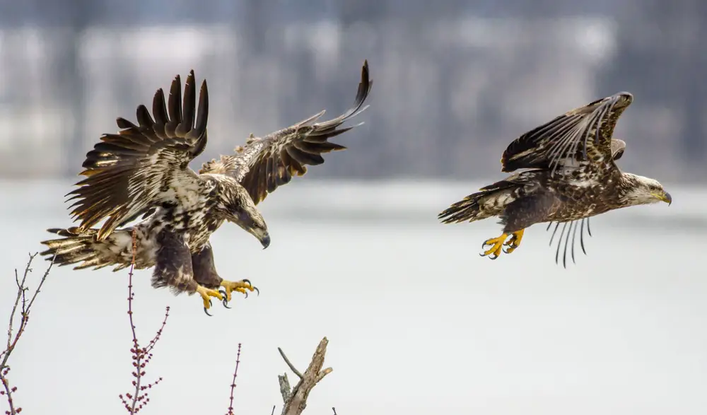 Two birds of prey flying, foreground clear and background blurred.